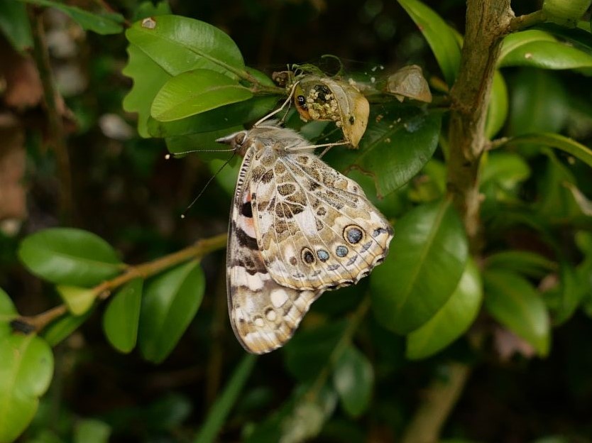 Painted Lady Bengeo 2 May Painted Lady Bengeo 2 May